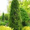 Туя западная Pyramidalis Compacta