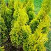 Туя западная Golden Brabant