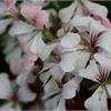 Пеларгония Рич Аут - обилие прекрасных цветов