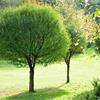 Ива шаровидная Salix