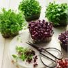 Микрозелень - большая польза в маленьких растениях
