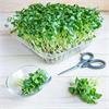 Какая бывает микрозелень  и как ее употреблять