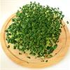 Микрозелень семян Чиа - незаменимый продукт на вашем столе