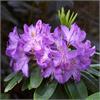 Рододендрон катевбинский Grandiflorum 