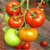Сверхпродуктивные томаты