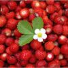 Какие сорта садовой земляники лучше брать для выращивания из семян
