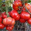 Сверхпродуктивные томаты