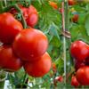 Представляем в нашем магазине новые сверхпродуктивные томаты!