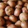 Готовим картофель к посадке