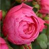 Rose Pomponella / Роза Помпонелла