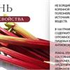 Ревень
