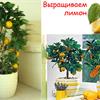 Разведение лимонов дома.