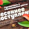 Продажа луковичных и корневищных сезона 2016 ОТКРЫТА!!!