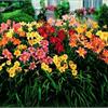 КАК БЫСТРЕЕ НАРАСТИТЬ КУСТЫ ЛИЛЕЙНИКОВ?