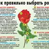 Как правильно выбрать розу!