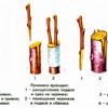 Что садоводу нужно знать о прививке