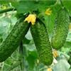 Уловки хитрецов ради вкусных огурцов 