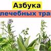Лечебный сад. Что посадить, чтобы укрепить свое здоровье