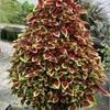 КОЛЕУС (лат. Coleus) 