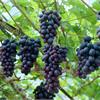 Виноград (Vitis) Kordianka 
