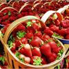 В продаже более 20 сортов земляники (клубники) 