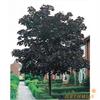 Клен остролистный (Acer platanoides Crimson King) 