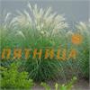 Мискантус (Miscanthus) sinensis Adagio 