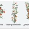 Как пасынковать томаты 