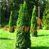 Туя западная Смарагд (Thuja occidentalis Smaragd) 