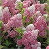 Гортензия метельчатая Vanille Fraise 