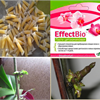 Паста цитокининовая "EffectBio" 