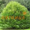 Граб Carpinus betulus 