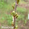 Облепиха. Как отличить мужское и женское растение? 