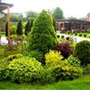 7 особенностей планирования участка для можжевельника 