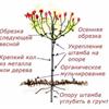 Штамбовое деревце из гортензии 