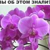 Почему у орхидеи гниют корни? 