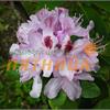 Рододендрон Catawbiense Humboldt (светло-пурпурно-розовый) 