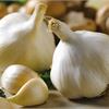 Сроки уборки урожая чеснока