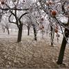 Корневая система плодовых и ягодных культур в зимний период