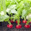 Овощные культуры короткого и длинного дня
