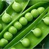 Сорта гороха на любой вкус.