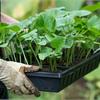 15 нельзя при выращивании рассады