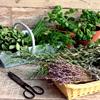 Питание пряно-вкусовых овощных культур