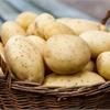 6 причин низкого урожая картофеля