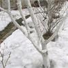 Плодовые деревья: что делать с зимними ранами?