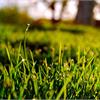 Как превратить скошенную траву в компост или мульчу?