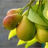 Когда сажать грушу. Посадка груши весной и осенью - секреты успеха.