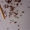 Способы посева мелких семян