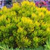Сосна горная Carstens Wintergold