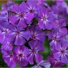 Флоксы весной, летом и осенью